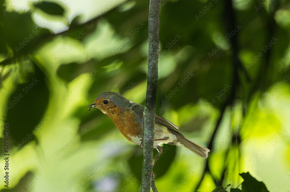 Naklejka premium European robin (Erithacus rubecula) siting