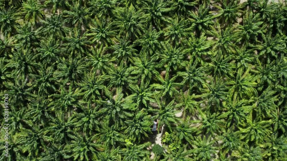 Drone aerial view flying over oil palm plantation fields, Aceh Province, Indonesia Drone aerial view flying over oil palm plantation fields, Aceh Province, Indonesia