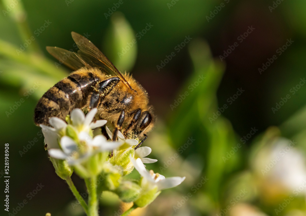 Eine Biene an einer weißen Blüte Eine Biene an einer weißen Blüte