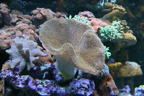 水流で揺れるウミキノコ