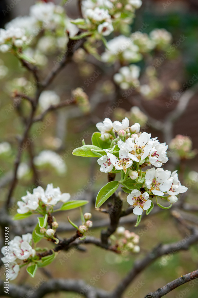 Pyrus communis, the common pear, is a species of pear native to central and eastern Europe, and western Asia. Close up.. Pyrus communis, the common pear, is a species of pear native to central and eastern Europe, and western Asia. Close up..