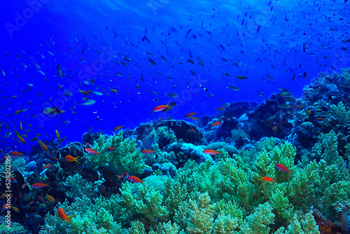 coral reef background, underwater marine life ecosystem ocean sea © kichigin19