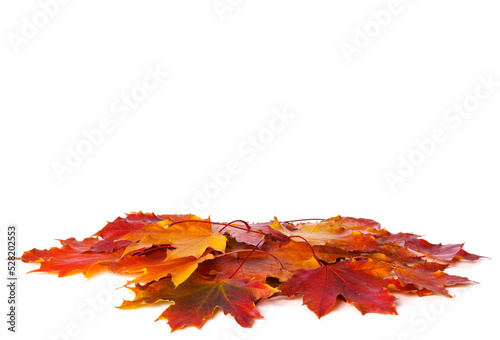 Heap of colorful Maple leaves isolated on white background photo