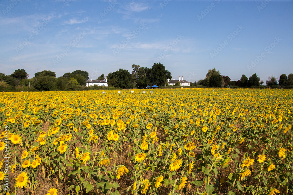 field of sunflowers in worcestershire 