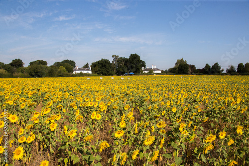 field of sunflowers in worcestershire 