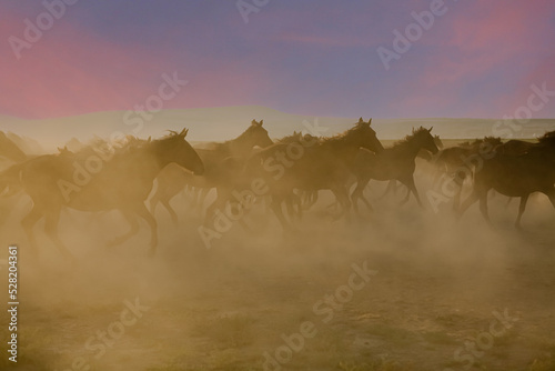 fog in the horses