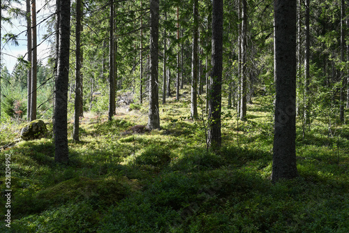 Fototapeta Naklejka Na Ścianę i Meble -  Forest in summer