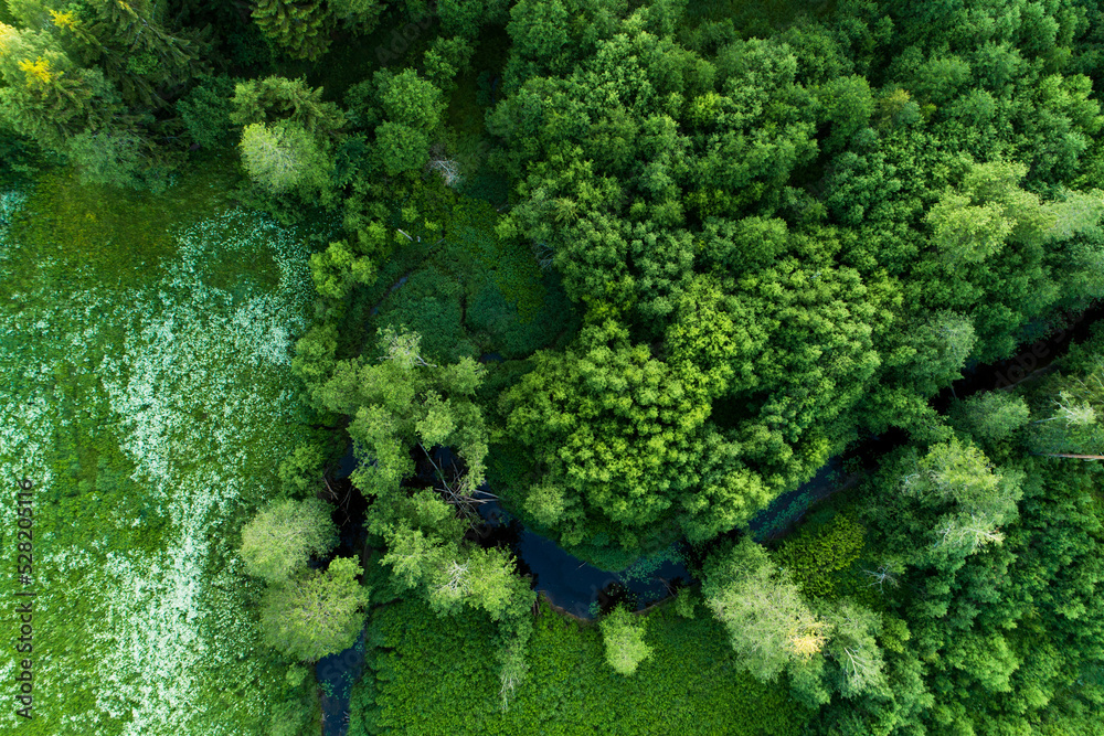 An aerial of lush trees and bushes growing next to a small river in Estonia, Northern Europe