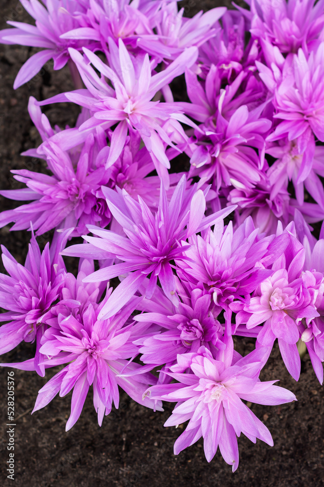 Autumn crocus flowering in dark soil background, vivid purple Colchicum flowers blooming in autumn time, botany vivid background Autumn crocus flowering in dark soil background, vivid purple Colchicum flowers blooming in autumn time, botany vivid background