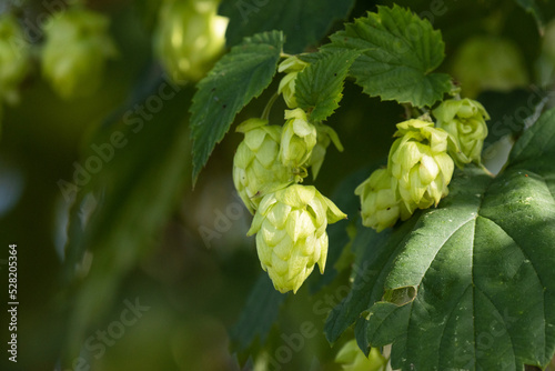 Close-up of cone-shaped flowers known as hops of Common hop, Humulus lupulus in Estonia, Northern Europe. 