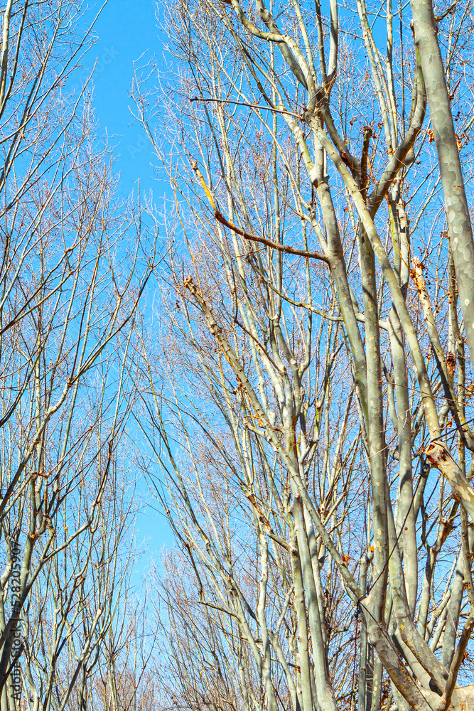 Empty branches of naked trees . Springtime forest Empty branches of naked trees . Springtime forest