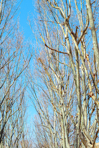 Empty branches of naked trees . Springtime forest 