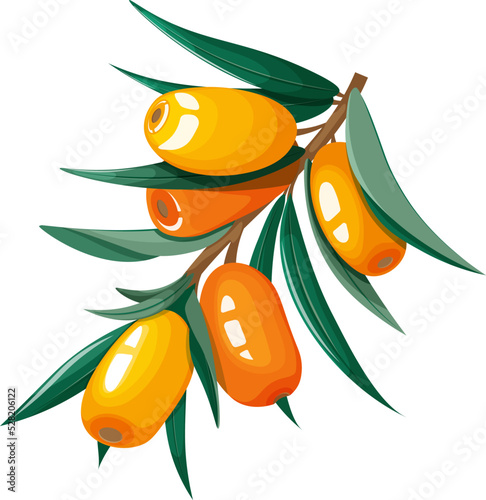 Hippophae 2