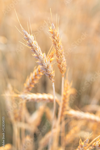 A straight ripe ear of wheat against the background of a blurred agricultural field. The concept of the harvest. Selective focus