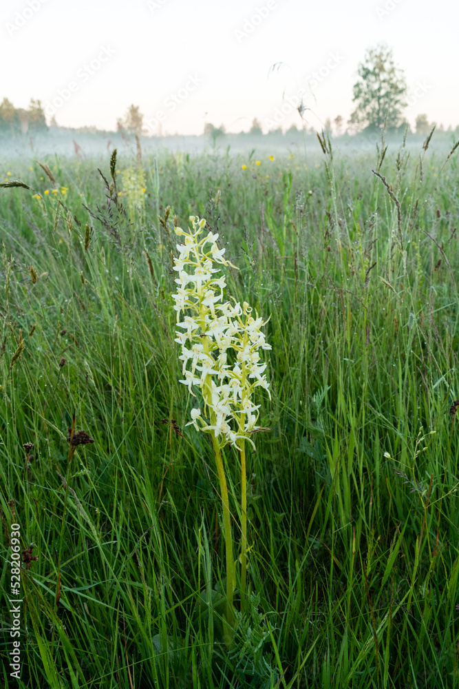Blooming Lesser butterfly-orchid on a lush meadow on a summer morning in rural Estonia, Northern Europe Blooming Lesser butterfly-orchid on a lush meadow on a summer morning in rural Estonia, Northern Europe