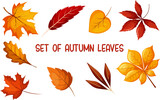 set of autumn leaves, maple, oak, birch, poplar, chestnut