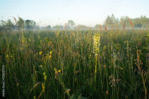 Flowering Greater butterfly-orchid in its habitat during a beautiful morning on a summery meadow in Estonia 