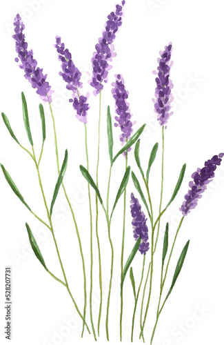 Lavender flowers watercolor, PNG.