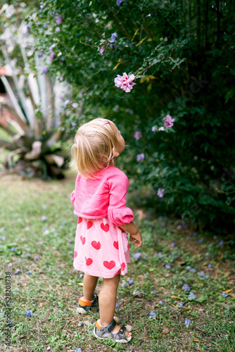Little girl looks at a purple flower on a green bush. High quality photo © Oleksandra