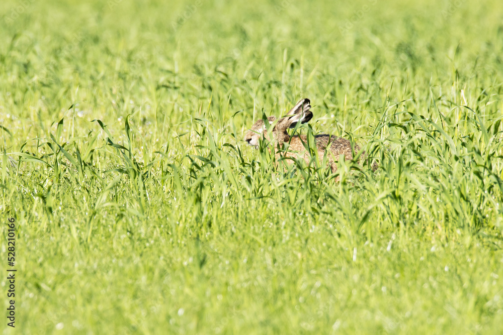 Large Brown hare on a spring grassland and eating fresh plants. Shot in Estonia. Large Brown hare on a spring grassland and eating fresh plants. Shot in Estonia.