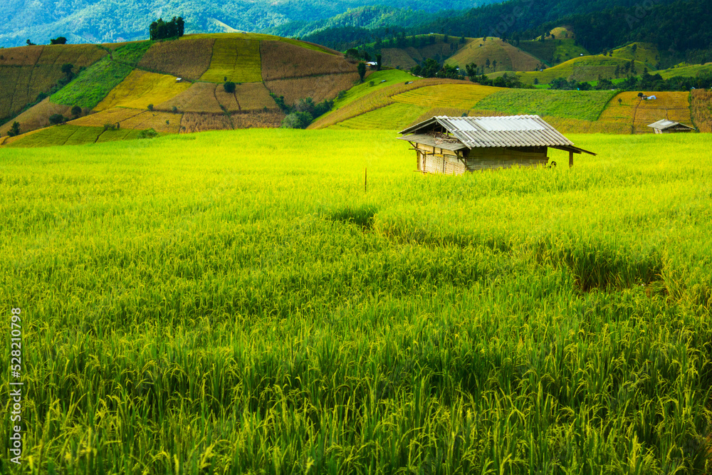 Fototapeta premium Hut and Shack in the rice field ,Pa Pong Pieng , Mae Chaem, Chiang Mai, Thailand