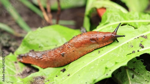 The slug crawls over the green vegetation after the rain. A gastropod mollusk without a shell in nature. Pest