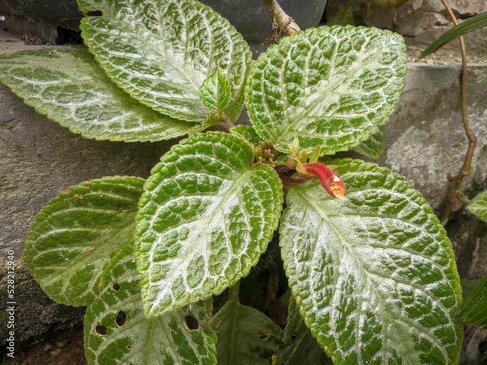 close up of a plant in the garden close up of a plant in the garden