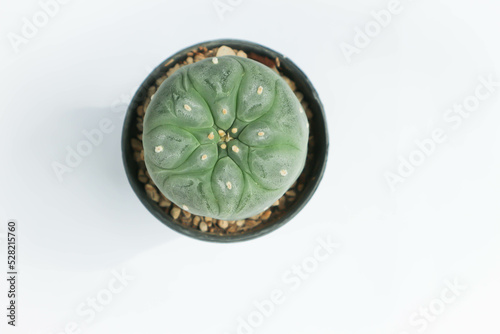 Photos Lophophora fricii or Peyote cactus or Lophophora williamsii , Peyote Lophophora