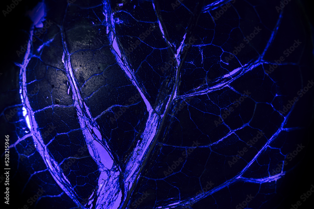 Close up Beautiful abstract leaf in dark-blue neon light. Minimalism modern style concept. dark Background pattern for design. Macro photography view. - obrazy, fototapety, plakaty 