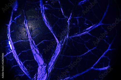 Close up Beautiful abstract leaf in dark-blue neon light. Minimalism modern style concept. dark Background pattern for design. Macro photography view.