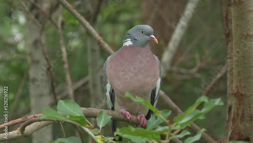 common wood pigeon forest perched on branch move head natural world norway photo