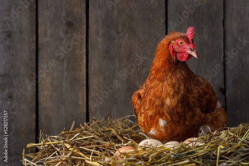 Obraz na plátne hen hatching eggs in nest of straw inside chicken coop