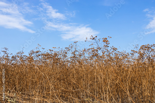 field of matured coriander plants and blue sky on the background