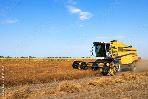 yellow combine harvester cutting coriander plants on field