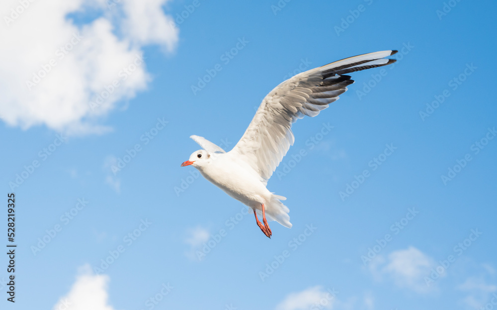 Obraz premium beautiful bird seagull soars in the sky