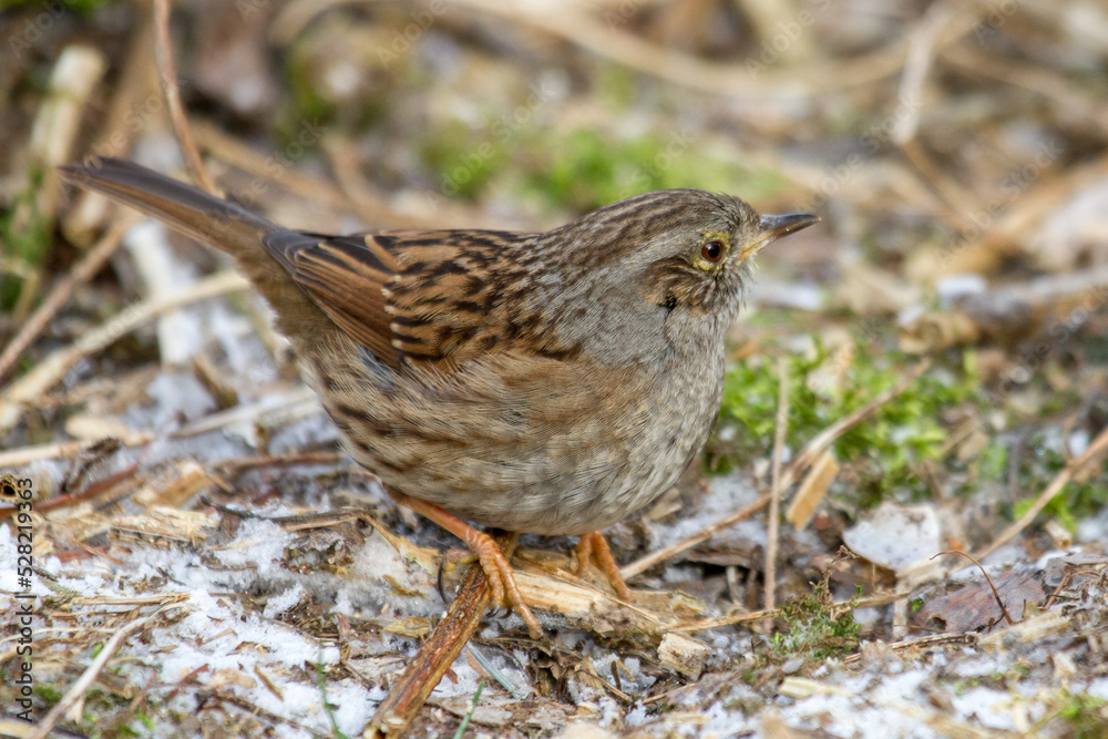 Fototapeta premium Heckenbraunelle (Prunella modularis)