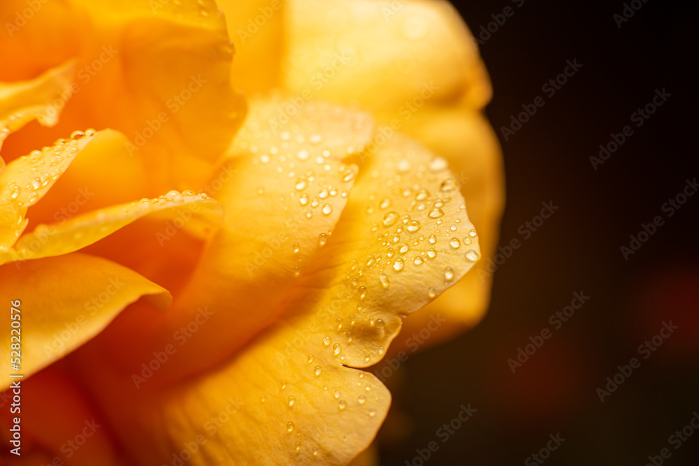 Dew kissed delicate yellow rose. Yellow rose with water drops.