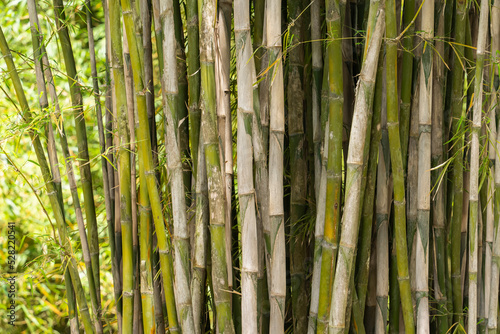 Bamboo branch in bamboo forest , Beautiful natural background.