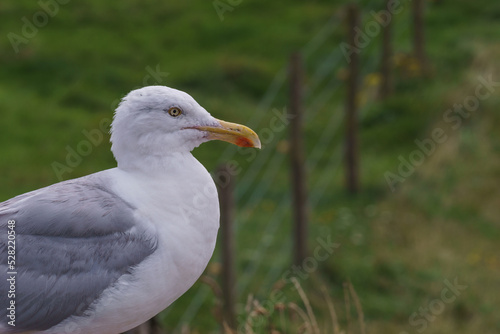 Portrait of seagull meadow in background © Sebastian