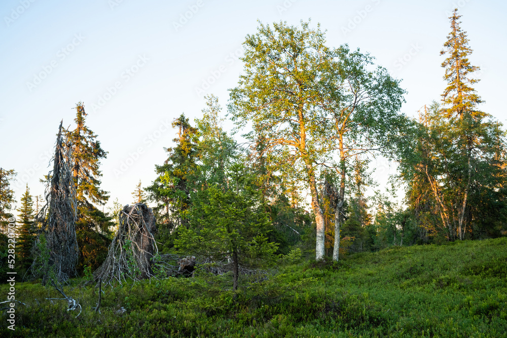 Fototapeta premium An old hillside forest on a beautiful summer evening in Riisitunturi National Park near Posio