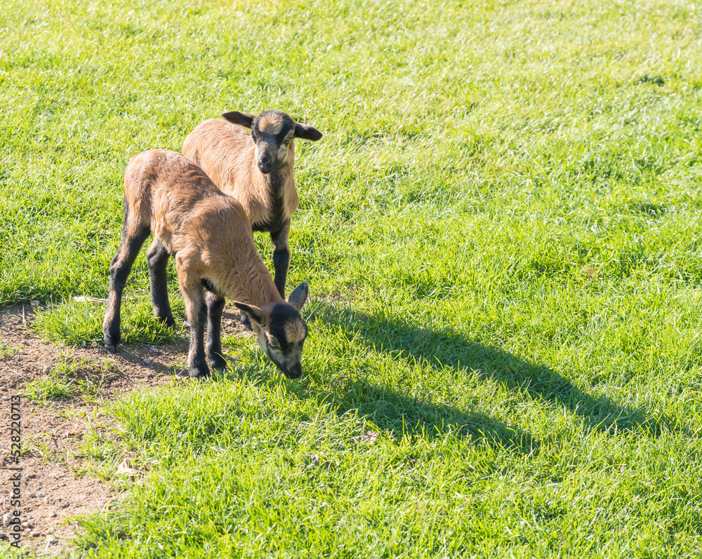 Two cute lambs of Cameroon sheep, Cameroon Dwarf sheep plays on green grass pasture, selective focus. Two cute lambs of Cameroon sheep, Cameroon Dwarf sheep plays on green grass pasture, selective focus.