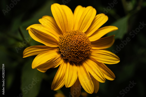 Beautiful yellow echinacea on a dark background. Background picture.