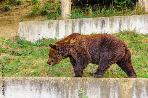 Bear Park in Berne city. An adult bear, official symbol of canton of Bern, walking inside Bear Pit, one of the most visited tourist destinations in Bern, Switzerland. photo