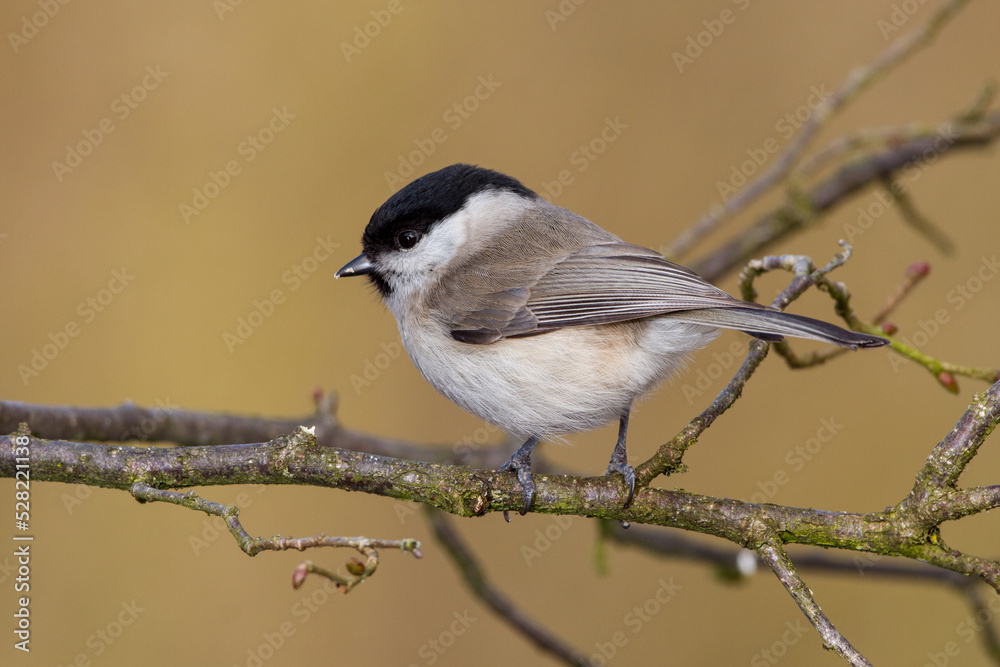 Fototapeta premium Sumpfmeise (Poecile palustris)