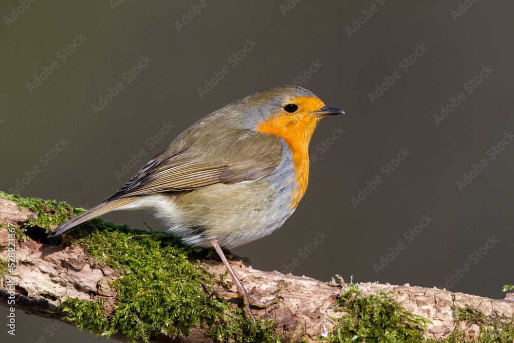 Fototapeta premium Rotkehlchen (Erithacus rubecula)