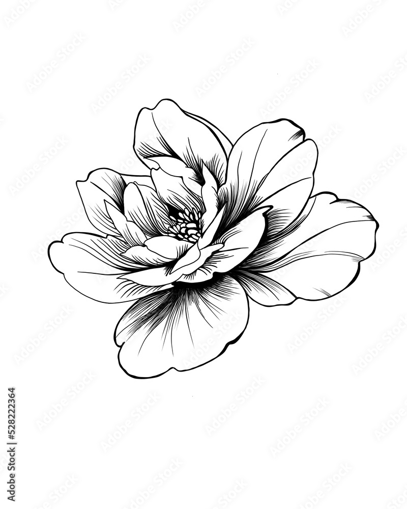 Update more than 77 outline peony tattoo latest  thtantai2