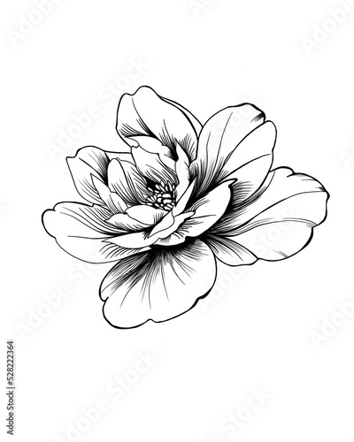 Fototapeta Naklejka Na Ścianę i Meble -  Hand drawn flower peony, line-art on white background. Idea for a tattoo sketch, peony tattoo