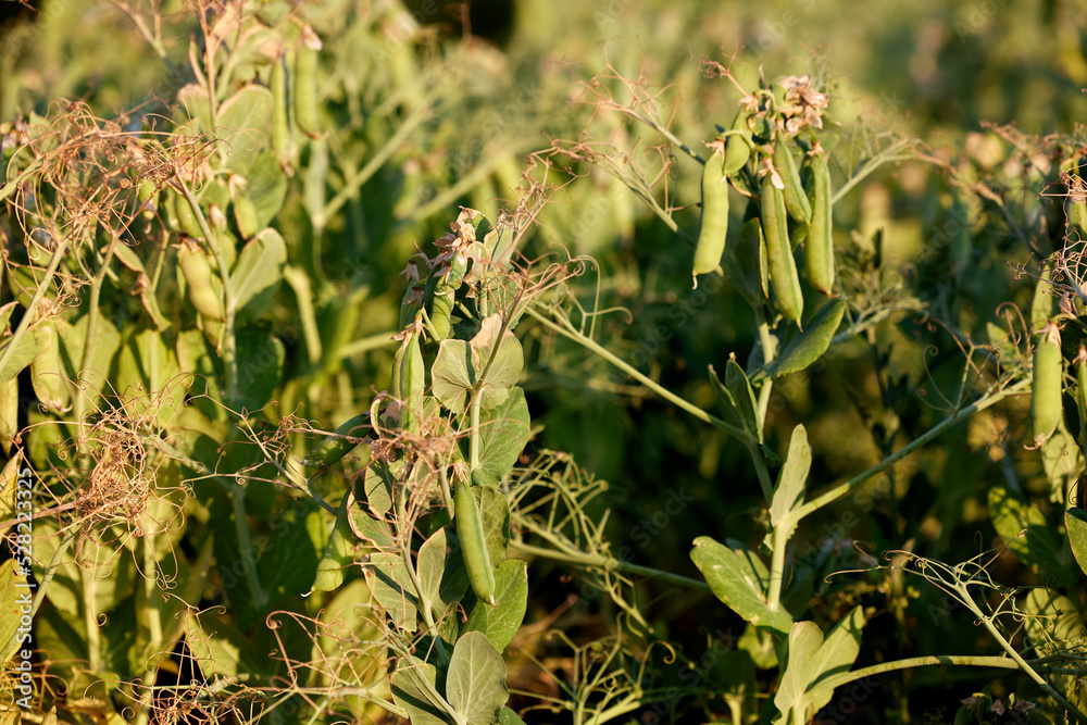 Pods of ripening green peas closeup. Green pea pods ripen on bush. Vegetable garden with growing green peas. Ripen green peas. Growing organic food Pods of ripening green peas closeup. Green pea pods ripen on bush. Vegetable garden with growing green peas. Ripen green peas. Growing organic food