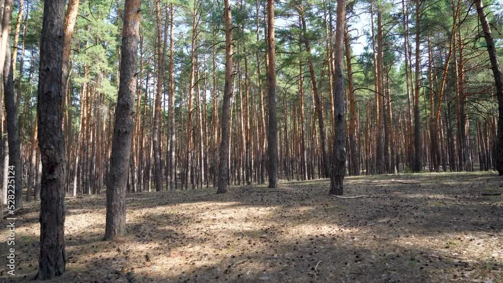 pine forest in sunny weather. walk through the pine forest pine forest in sunny weather. walk through the pine forest