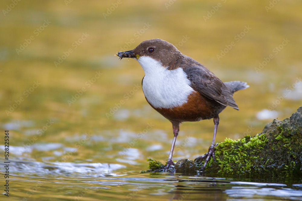Wasseramsel (Cinclus cinclus)
